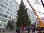 Przed budynkiem Świętokrzyskiego Urzędu Wojewódzkiego stanęła okazała choinka
