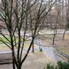 Nie parkujmy pod drzewami